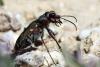 Cicindela maroccana pseudomaroccana
